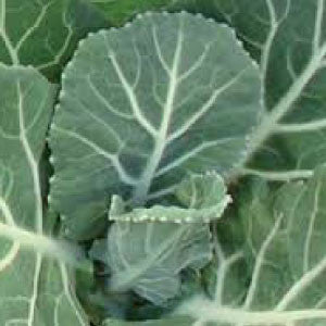 COLLARD GREEN Seeds, Vates