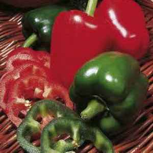 PEPPER Seeds, California Wonder